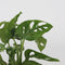 Plant in a Box - Plantenmix in glas - Set van 2 - Clusia, Monstera - Hoogte 15-35cm - ⌀20cm