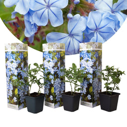 Plant in a Box - Plumbago auriculata - Set van 3 - Mannentrouw - Lang bloeiende klimplant - Pot 9cm - Hoogte 25-40cm