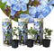 Plant in a Box - Plumbago auriculata - Set van 3 - Mannentrouw - Lang bloeiende klimplant - Pot 9cm - Hoogte 25-40cm