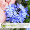 Plant in a Box - Plumbago auriculata - Set van 3 - Mannentrouw - Lang bloeiende klimplant - Pot 9cm - Hoogte 25-40cm