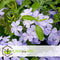 Plant in a Box - Plumbago auriculata - Set van 3 - Mannentrouw - Lang bloeiende klimplant - Pot 9cm - Hoogte 25-40cm