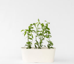 Plant in a Box - Plumbago auriculata - Set van 6 - Mannentrouw - Lang bloeiende klimplant - Pot 9cm - Hoogte 25-40cm