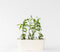 Plant in a Box - Plumbago auriculata - Set van 6 - Mannentrouw - Lang bloeiende klimplant - Pot 9cm - Hoogte 25-40cm