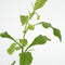 Plant in a Box - Plumbago auriculata - Set van 6 - Mannentrouw - Lang bloeiende klimplant - Pot 9cm - Hoogte 25-40cm