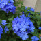 Plant in a Box - Plumbago auriculata - Set van 6 - Mannentrouw - Lang bloeiende klimplant - Pot 9cm - Hoogte 25-40cm