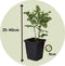 Plant in a Box - Plumbago auriculata - Set van 6 - Mannentrouw - Lang bloeiende klimplant - Pot 9cm - Hoogte 25-40cm