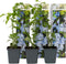 Plant in a Box - Plumbago auriculata - Set van 6 - Mannentrouw - Lang bloeiende klimplant - Pot 9cm - Hoogte 25-40cm