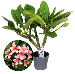 Plant in a Box - Plumeria Frangipani - Plumeria Hawaii - Prachtige exotische bloeiende kamerplant - Pot 17cm - Hoogte 45-55cm