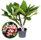 Plant in a Box - Plumeria Frangipani - Plumeria Hawaii - Prachtige exotische bloeiende kamerplant - Pot 17cm - Hoogte 45-55cm