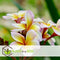 Plant in a Box - Plumeria Frangipani - Plumeria Hawaii - Prachtige exotische bloeiende kamerplant - Pot 17cm - Hoogte 45-55cm