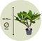 Plant in a Box - Plumeria Frangipani - Plumeria Hawaii - Prachtige exotische bloeiende kamerplant - Pot 17cm - Hoogte 45-55cm