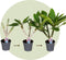 Plant in a Box - Plumeria Frangipani - Plumeria Hawaii - Prachtige exotische bloeiende kamerplant - Pot 17cm - Hoogte 45-55cm
