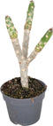 Plant in a Box - Plumeria Frangipani - Plumeria Hawaii - Prachtige exotische bloeiende kamerplant - Pot 17cm - Hoogte 45-55cm