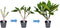 Plant in a Box - Plumeria Frangipani - Plumeria Hawaii - Prachtige exotische bloeiende kamerplant - Pot 17cm - Hoogte 45-55cm