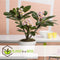 Plant in a Box - Plumeria Frangipani - Plumeria Hawaii - Prachtige exotische bloeiende kamerplant - Pot 17cm - Hoogte 45-55cm
