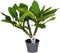 Plant in a Box - Plumeria Frangipani - Plumeria Hawaii - Prachtige exotische bloeiende kamerplant - Pot 17cm - Hoogte 45-55cm