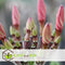 Plant in a Box - Plumeria Frangipani - Plumeria Hawaii - Prachtige exotische bloeiende kamerplant - Pot 17cm - Hoogte 45-55cm