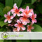 Plant in a Box - Plumeria Frangipani - Plumeria Hawaii - Prachtige exotische bloeiende kamerplant - Pot 17cm - Hoogte 45-55cm