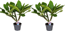 Plant in a Box - Plumeria Frangipani - Set van 2 - Plumeria Hawaii - Prachtige exotische bloeiende kamerplant - Pot 17cm - Hoogte 55-70cm