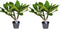 Plant in a Box - Plumeria Frangipani - Set van 2 - Plumeria Hawaii - Prachtige exotische bloeiende kamerplant - Pot 17cm - Hoogte 55-70cm
