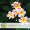 Plant in a Box - Plumeria Frangipani - Set van 2 - Plumeria Hawaii - Prachtige exotische bloeiende kamerplant - Pot 17cm - Hoogte 55-70cm