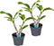 Plant in a Box - Plumeria Frangipani - Set van 2 - Plumeria Hawaii - Prachtige exotische bloeiende kamerplant - Pot 17cm - Hoogte 55-70cm