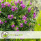 Plant in a Box - Polygala myrtifolia - Polygala struik - Groenblijvende struik - Pot 14cm - Hoogte 35-50cm