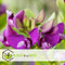 Plant in a Box - Polygala myrtifolia - Polygala struik - Groenblijvende struik - Pot 14cm - Hoogte 35-50cm