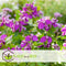 Plant in a Box - Polygala myrtifolia - Polygala struik - Groenblijvende struik - Pot 14cm - Hoogte 35-50cm