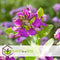 Plant in a Box - Polygala myrtifolia - Polygala struik - Groenblijvende struik - Pot 14cm - Hoogte 35-50cm
