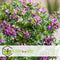 Plant in a Box - Polygala myrtifolia - Polygala struik - Groenblijvende struik - Pot 14cm - Hoogte 35-50cm