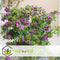 Plant in a Box - Polygala myrtifolia - Polygala struik - Groenblijvende struik - Pot 14cm - Hoogte 35-50cm