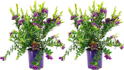Plant in a Box - Polygala myrtifolia - Set van 2 - Polygala struik - Groenblijvende struik - Pot 14cm - Hoogte 35-50cm