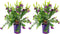 Plant in a Box - Polygala myrtifolia - Set van 2 - Polygala struik - Groenblijvende struik - Pot 14cm - Hoogte 35-50cm