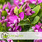 Plant in a Box - Polygala myrtifolia - Set van 2 - Polygala struik - Groenblijvende struik - Pot 14cm - Hoogte 35-50cm