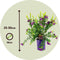 Plant in a Box - Polygala myrtifolia - Set van 2 - Polygala struik - Groenblijvende struik - Pot 14cm - Hoogte 35-50cm