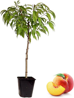 Plant in a Box - Prunus Persica Bonanza - Dwerg Perzikboom - Prachtige roze bloesem - Tuinplant - Pot 14cm - Hoogte 60-70cm
