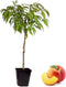 Plant in a Box - Prunus Persica Bonanza - Dwerg Perzikboom - Prachtige roze bloesem - Tuinplant - Pot 14cm - Hoogte 60-70cm