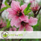 Plant in a Box - Prunus Persica Bonanza - Dwerg Perzikboom - Prachtige roze bloesem - Tuinplant - Pot 14cm - Hoogte 60-70cm