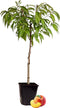 Plant in a Box - Prunus Persica Bonanza - Dwerg Perzikboom - Prachtige roze bloesem - Tuinplant - Pot 14cm - Hoogte 60-70cm