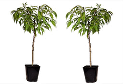 Plant in a Box - Prunus Persica Bonanza - Set van 2 - Dwergperzikboom - Prachtige roze bloesem - Tuinplant - Pot 15cm - Hoogte 60-70cm