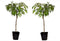 Plant in a Box - Prunus Persica Bonanza - Set van 2 - Dwergperzikboom - Prachtige roze bloesem - Tuinplant - Pot 15cm - Hoogte 60-70cm