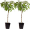 Plant in a Box - Prunus Persica Bonanza - Set van 2 - Dwergperzikboom - Prachtige roze bloesem - Tuinplant - Pot 15cm - Hoogte 60-70cm