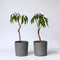 Plant in a Box - Prunus Persica Bonanza - Set van 2 - Dwergperzikboom - Prachtige roze bloesem - Tuinplant - Pot 15cm - Hoogte 60-70cm
