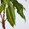 Plant in a Box - Prunus Persica Bonanza - Set van 2 - Dwergperzikboom - Prachtige roze bloesem - Tuinplant - Pot 15cm - Hoogte 60-70cm