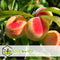 Plant in a Box - Prunus Persica Bonanza - Set van 2 - Dwergperzikboom - Prachtige roze bloesem - Tuinplant - Pot 15cm - Hoogte 60-70cm