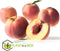 Plant in a Box - Prunus Persica Bonanza - Set van 2 - Dwergperzikboom - Prachtige roze bloesem - Tuinplant - Pot 15cm - Hoogte 60-70cm
