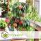 Plant in a Box - Prunus Persica Bonanza - Set van 2 - Dwergperzikboom - Prachtige roze bloesem - Tuinplant - Pot 15cm - Hoogte 60-70cm