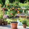 Plant in a Box - Prunus Persica Bonanza - Set van 2 - Dwergperzikboom - Prachtige roze bloesem - Tuinplant - Pot 15cm - Hoogte 60-70cm