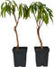 Plant in a Box - Prunus Persica Bonanza - Set van 2 - Dwergperzikboom - Prachtige roze bloesem - Tuinplant - Pot 15cm - Hoogte 60-70cm